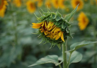 field of sunflowers