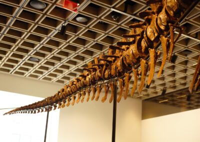 T-Rex Tail