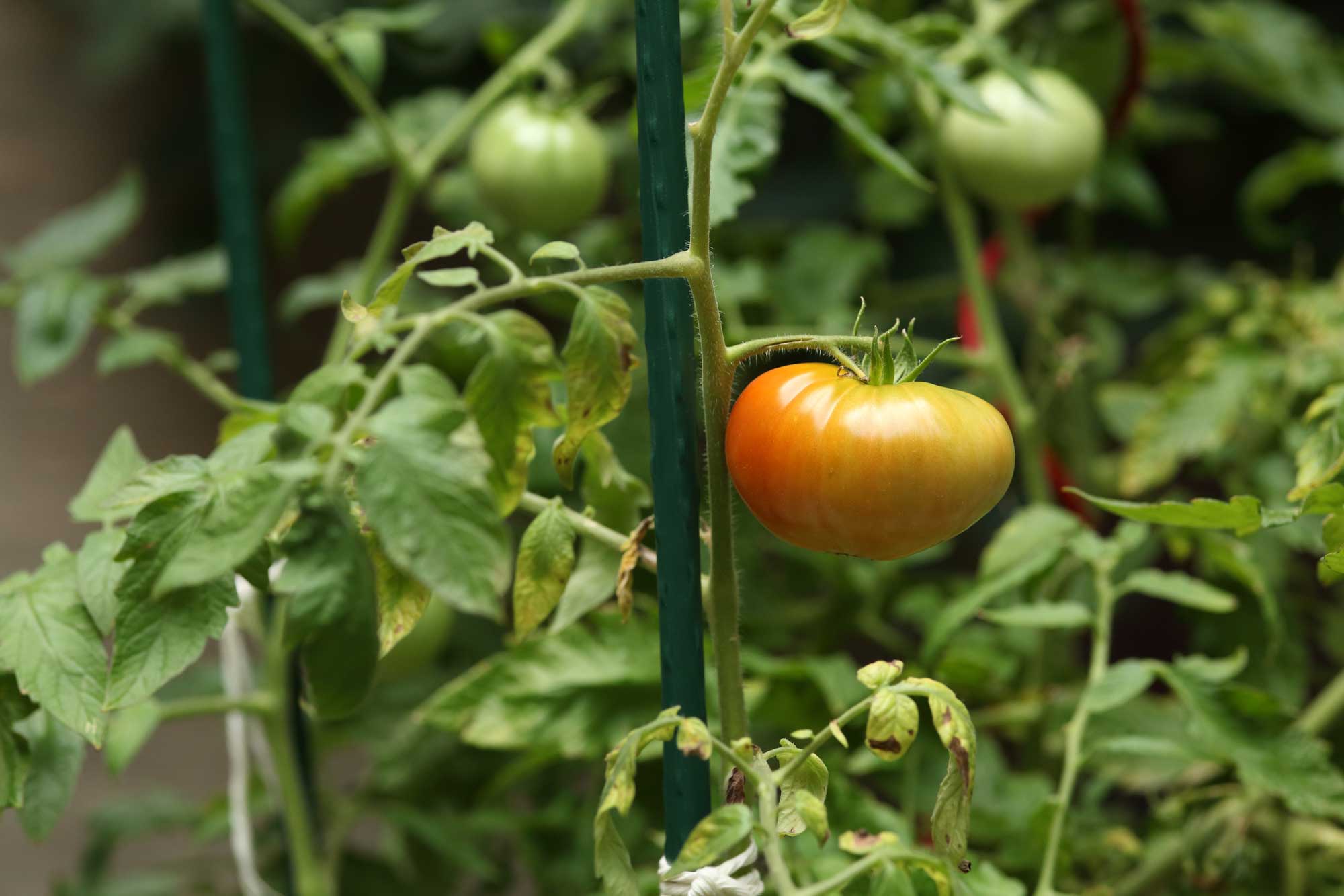 tomato